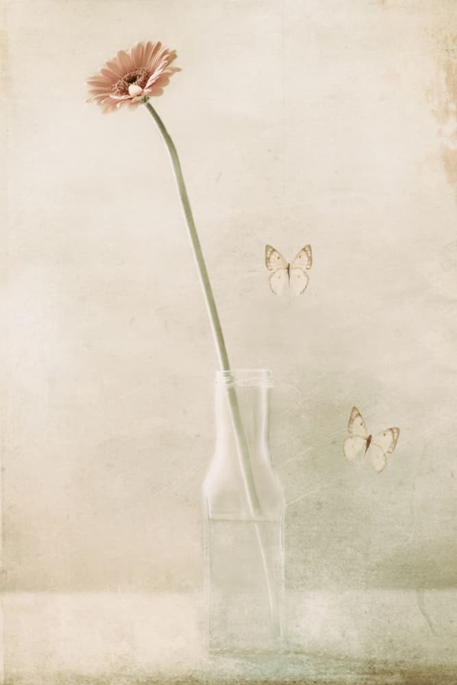 Delicate Gerbera Butterfly Dream by Delphine Devos — canvas wall art