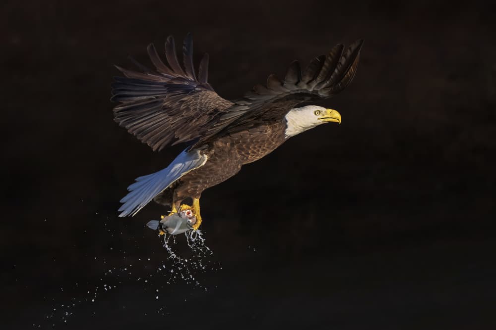 Bald Eagle Catches Fish by Qing Zhao — canvas wall art