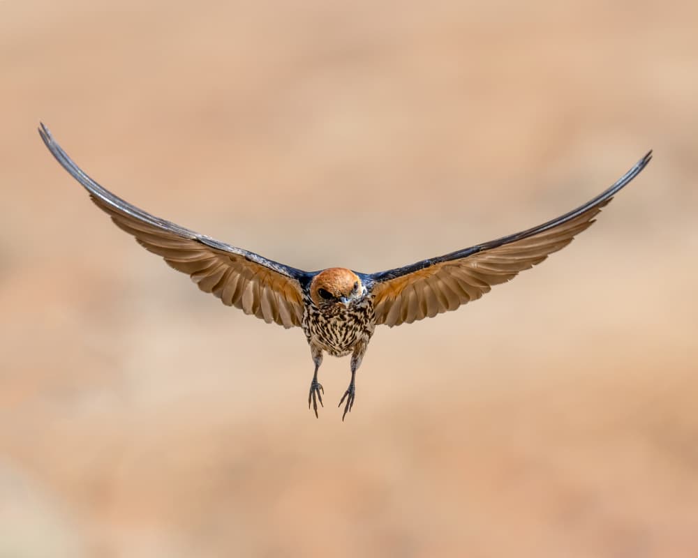 Swift Bird In Flight by Ahmed Elsheshtawy — canvas wall art