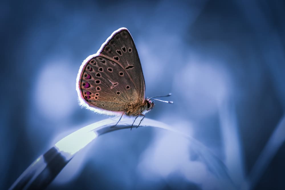 Delicate Butterfly Glow by Konstantin Selezenev — canvas wall art