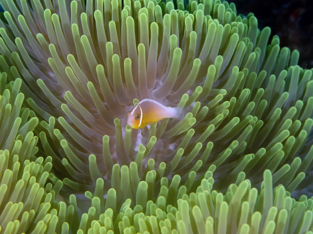 Anemone Fish Home by Ilan Ben Tov — canvas wall art