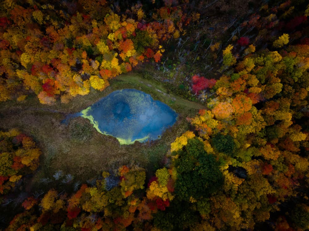 Vibrant Autumn Forest Pond by Ling  Lu — canvas wall art