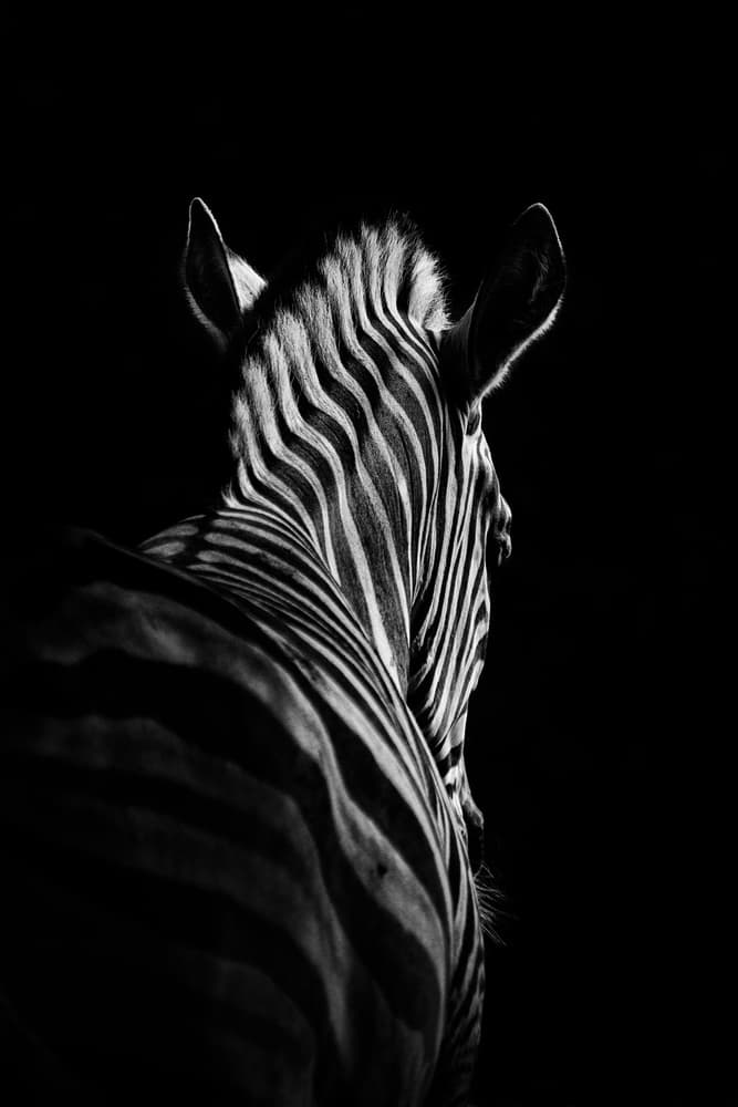 Elegant Zebra Stripes by Christian Meermann — canvas wall art