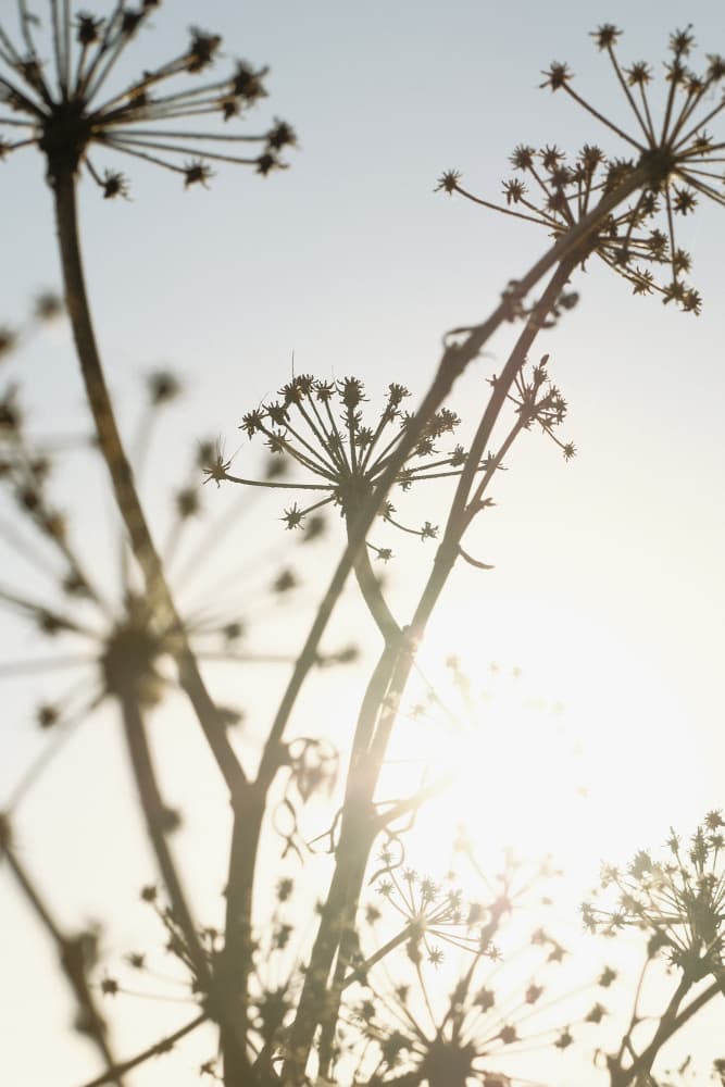 Botanical Sunlight Glow by Pictufy Studio III — canvas wall art