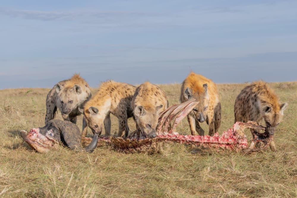 African Hyenas Feeding by Dirk Koster — canvas wall art