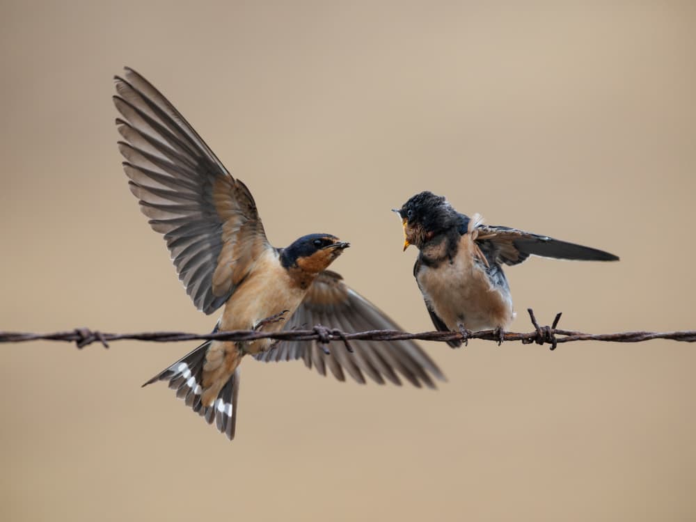 Swallows Feeding Young Bird by Taksing (吉星高照) — canvas wall art