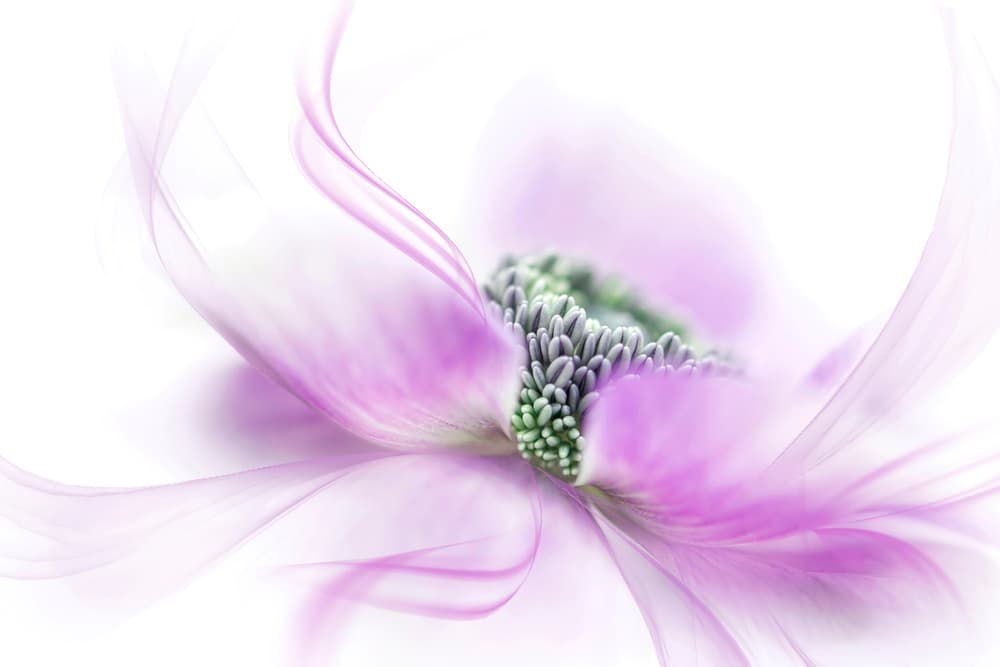 Soft Purple Bloom by Jacky Parker — canvas wall art