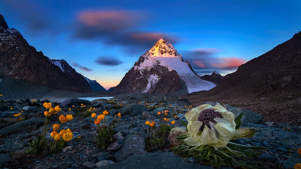 Alpine Glow and Wild Blooms by Hua Zhu — canvas wall art