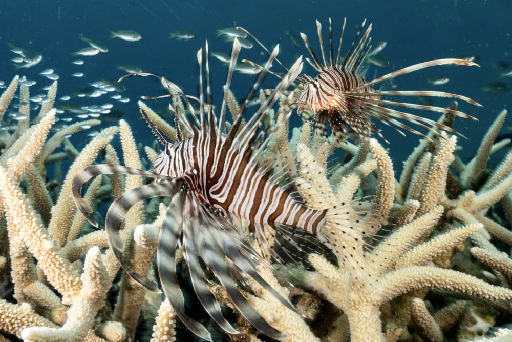 Lionfish Among Coral by Serge Melesan — canvas wall art