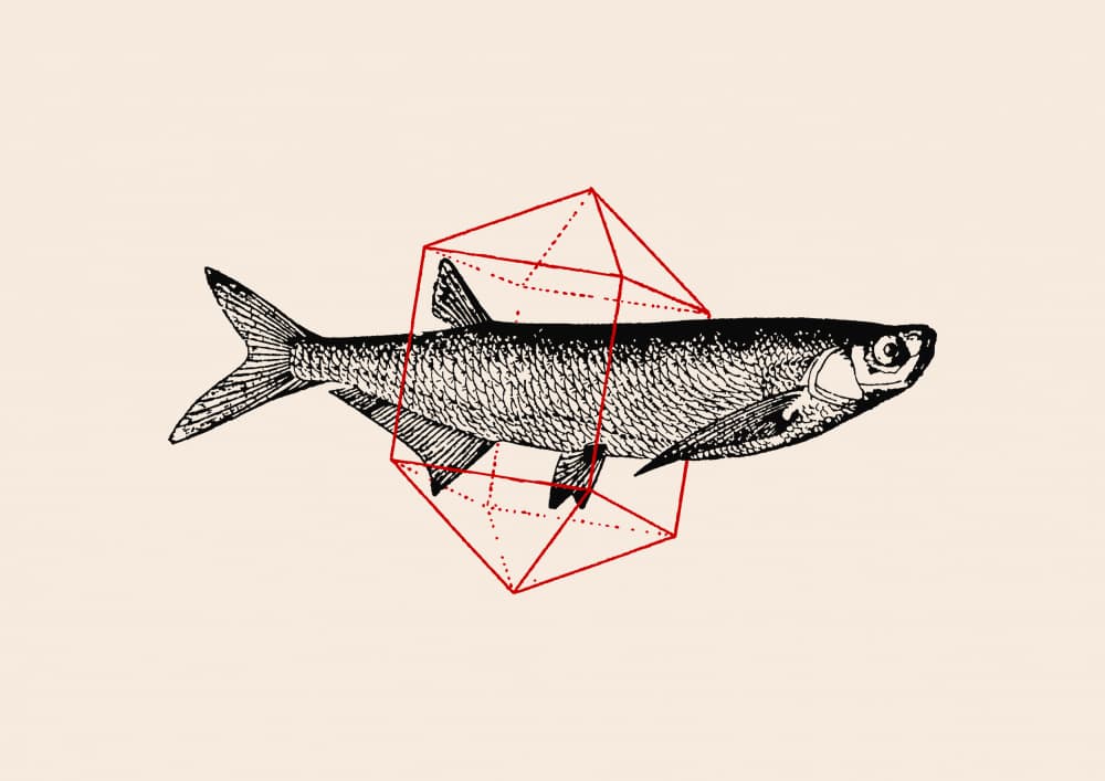 Fish Form Geometry by Florent Bodart — canvas wall art