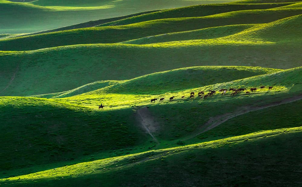 Sunlit Green Hills Herding by April Xie — canvas wall art
