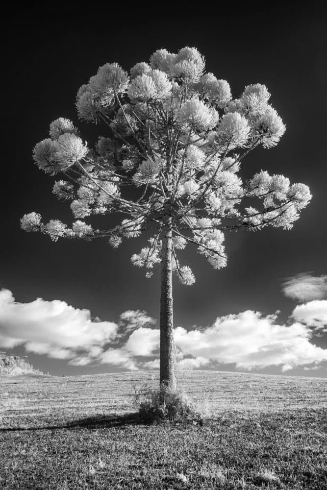 Solitary Araucaria Landscape by Adhemar Duro — canvas wall art