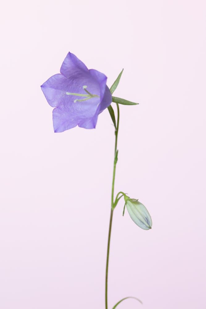 Delicate Purple Bellflower by Pictufy Studio III — canvas wall art