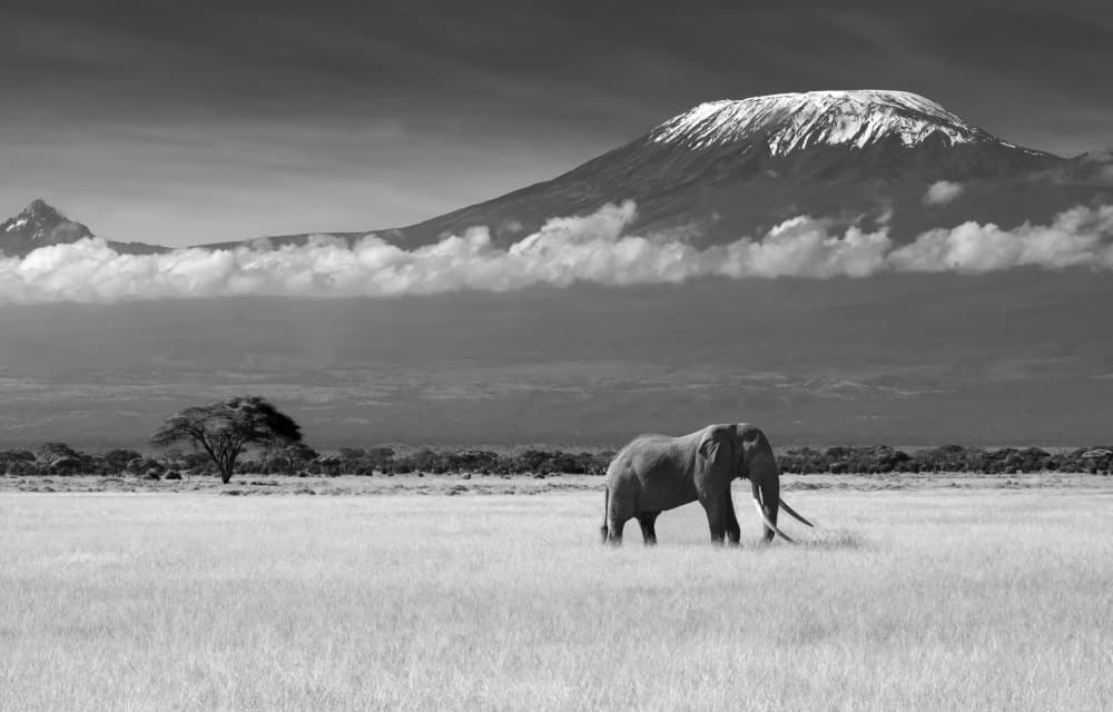 Majestic Kilimanjaro Elephant