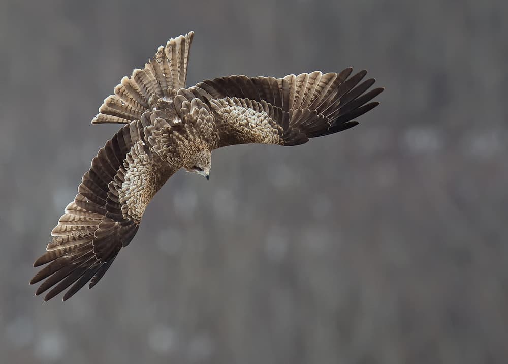 Graceful Raptor in Flight by C.S. Tjandra — canvas wall art