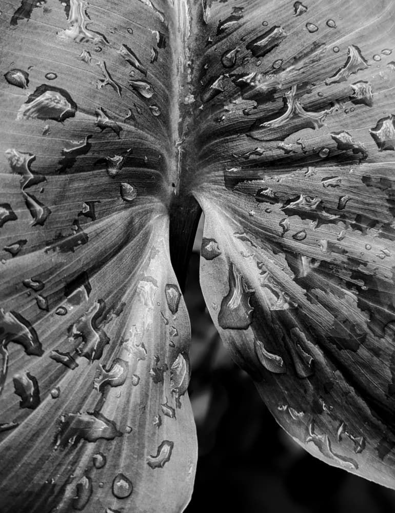 Rainy Leaf Detail by Elizabeth Allen — canvas wall art