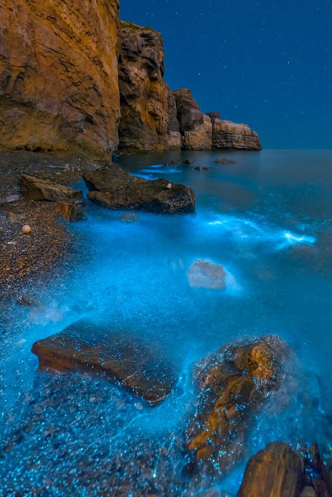 Magical Bioluminescent Coast by Hua Zhu — canvas wall art