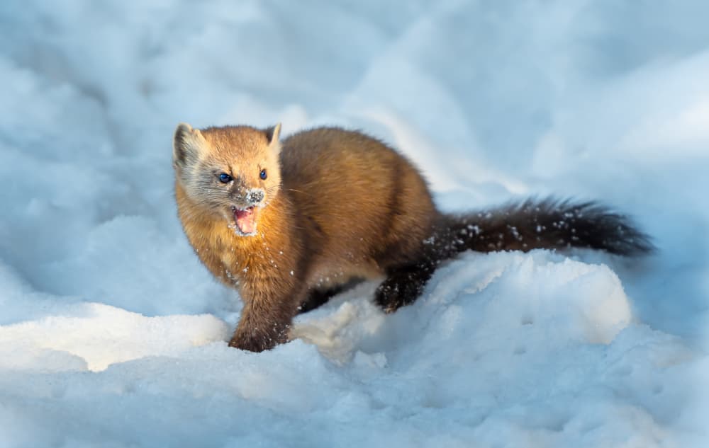 Wild Marten In Snow by Leeian Dai — canvas wall art