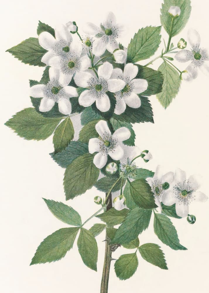 Highbush Blackberry From North American Wildflowers (1925) By Mary Vaux Walcott. by Mary Vaux Walcott — canvas wall art