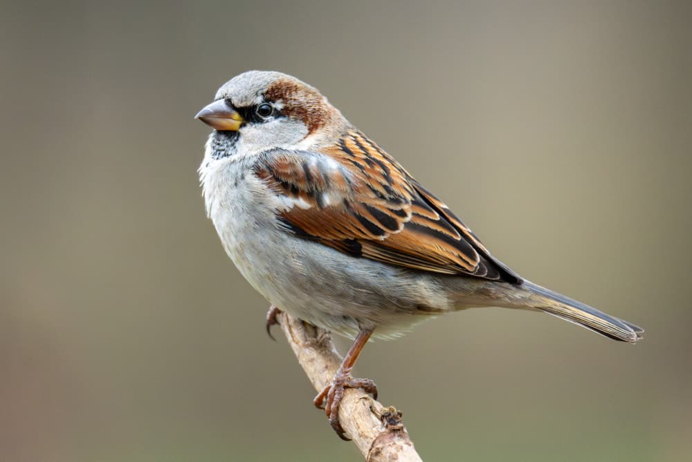 Perching House Sparrow by Peter Voljc — canvas wall art