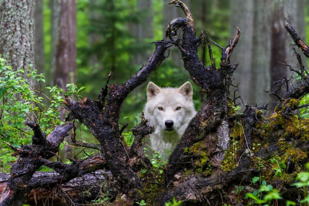 White Wolf Forest Gaze by Mike Centioli — canvas wall art