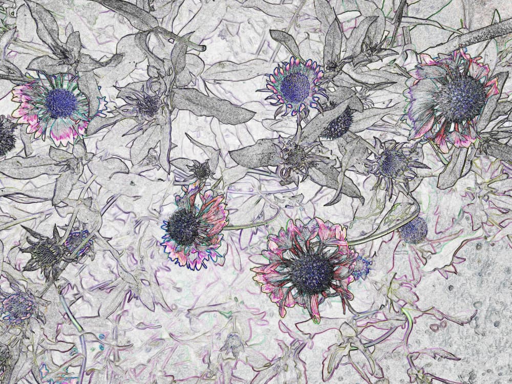 Delicate Floral Sketch by Santhosh ch — canvas wall art