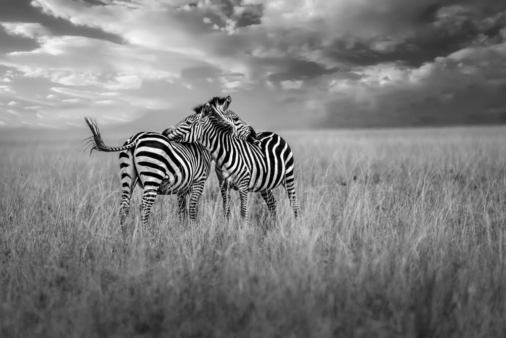 African Zebra Embrace by Anita Singh — canvas wall art