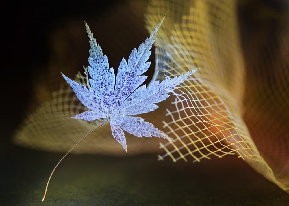 Ethereal Blue Maple Leaf by Shihya Kowatari — canvas wall art