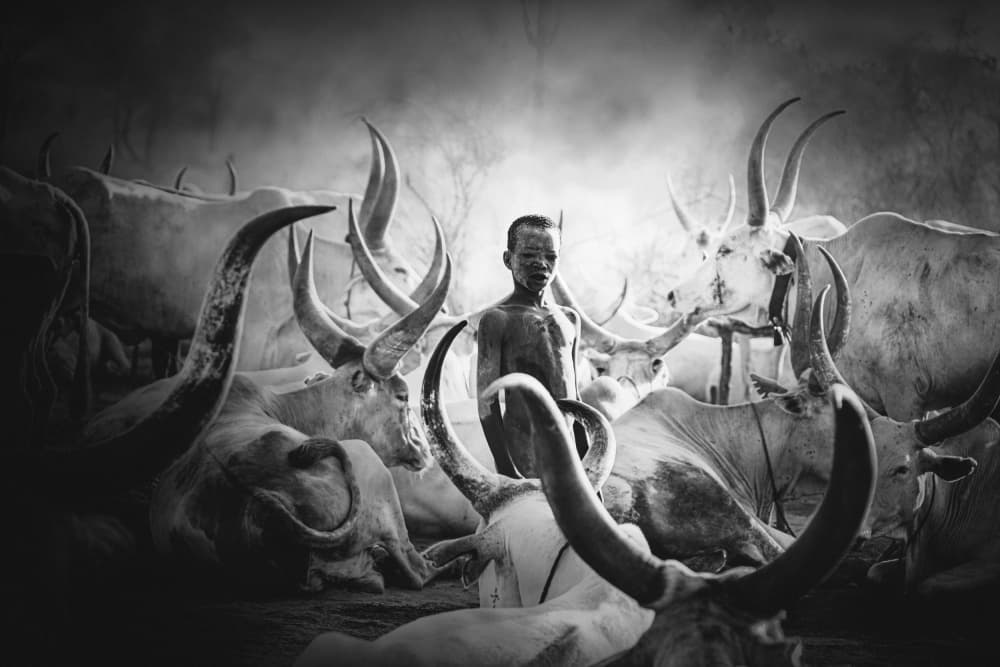 Dinka Boy and Cattle by Svetlin Yosifov — canvas wall art