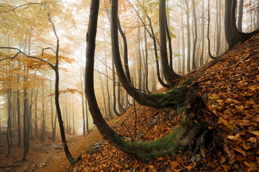 Mystic Autumn Forest by Stefan Hefele — canvas wall art