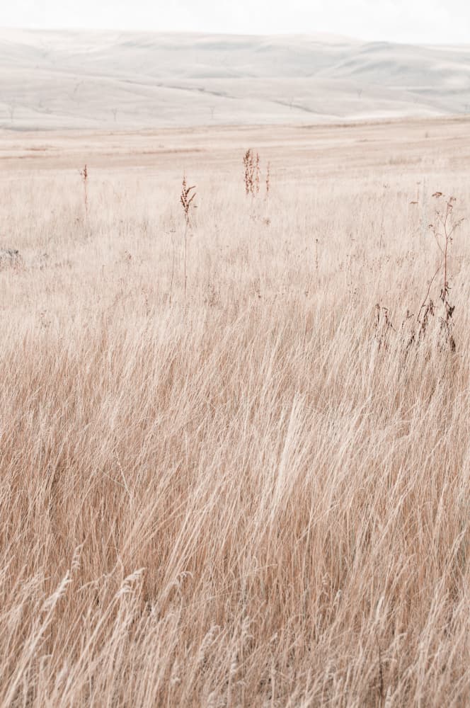 Serene Grassy Field by Photolovers — canvas wall art