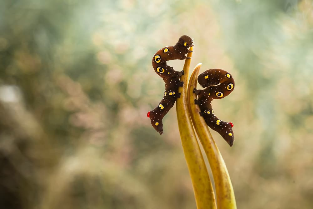 Dancing Brown Caterpillars by Abdul Gapur Dayak — canvas wall art