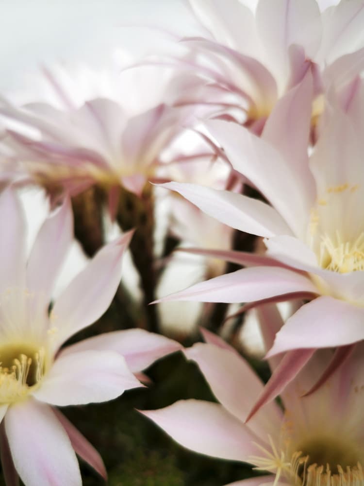 Soft Cactus Blooms by Angelo Cerantola — canvas wall art