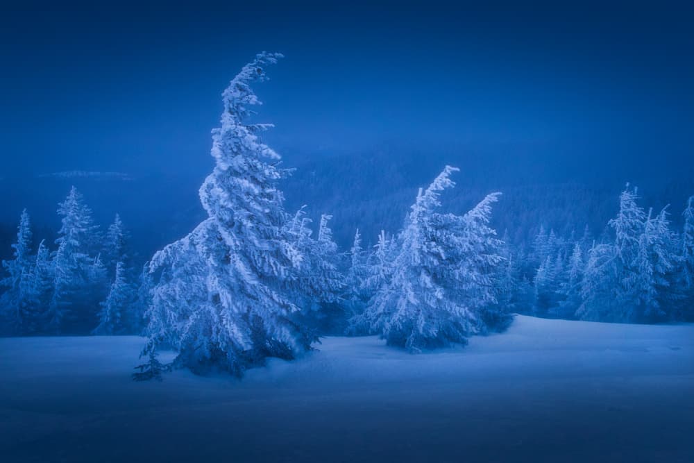 Blue Winter Forest by Vlad Paulet — canvas wall art