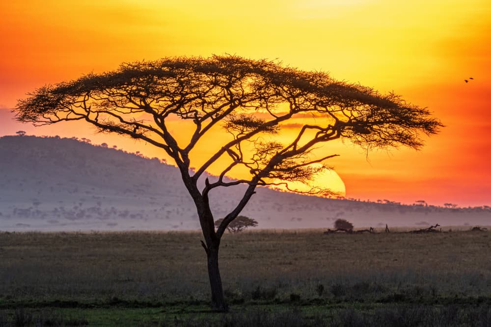 African Sunset Tree by Jeffrey C. Sink — canvas wall art