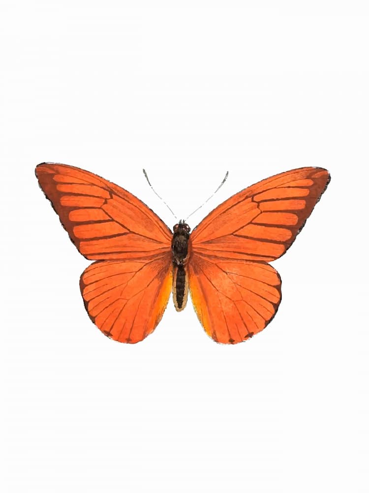 Vibrant Orange Butterfly by Elizabeth C — canvas wall art