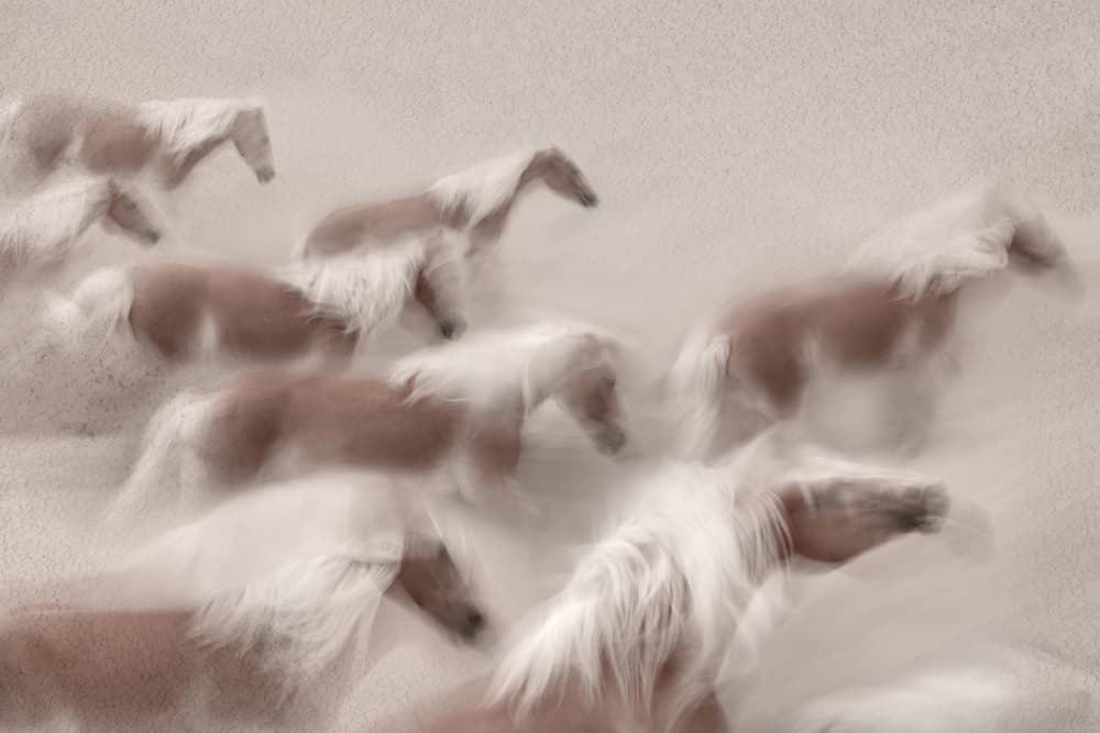 Graceful Horses Galloping by Martine Benezech — canvas wall art