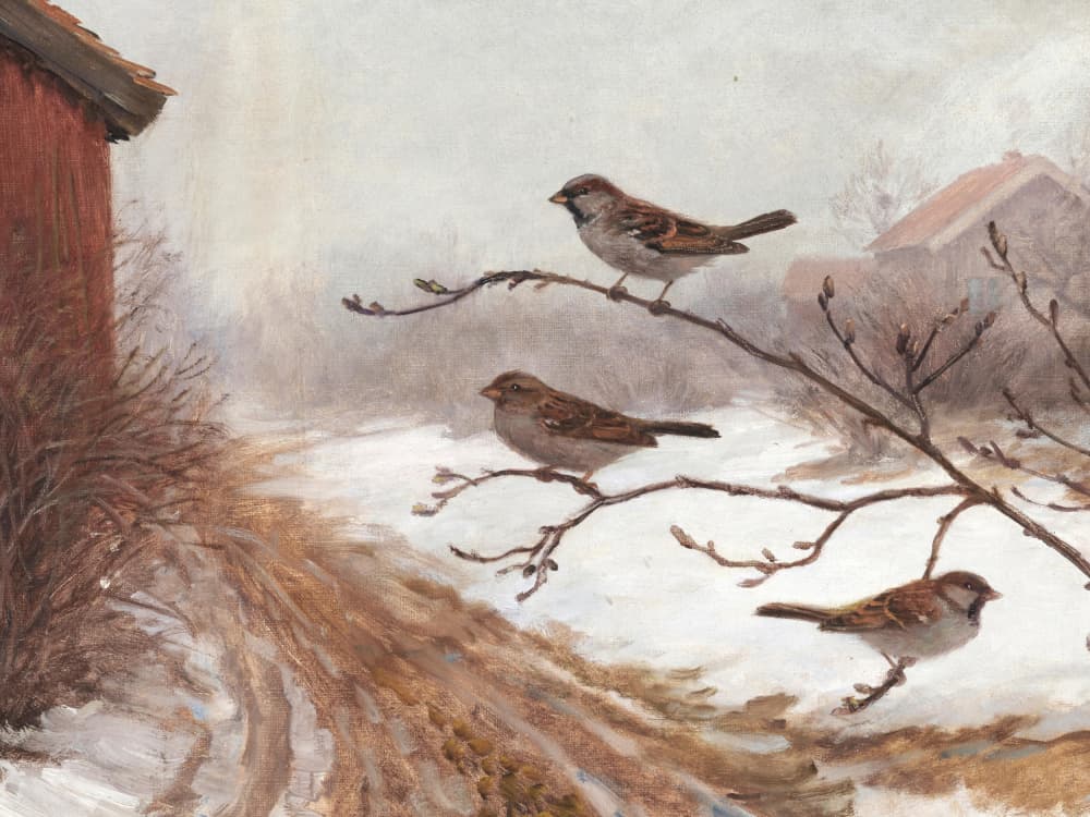 Winter Barn Sparrows