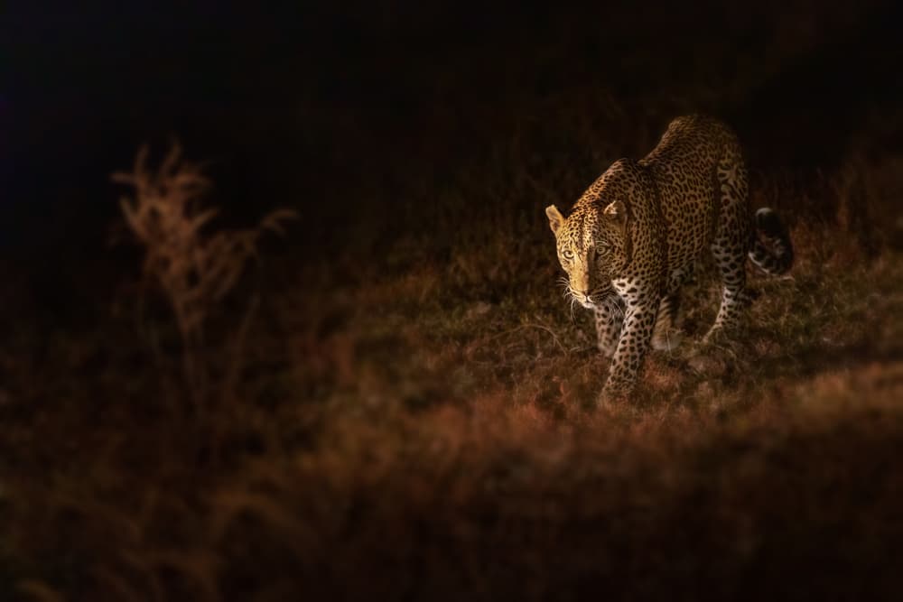 Golden Leopard Night by Richard Liu — canvas wall art