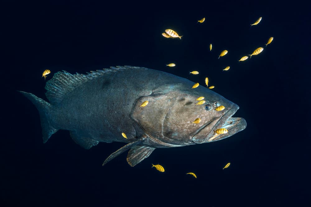 Ocean Grouper With Cleaners by Barathieu Gabriel — canvas wall art