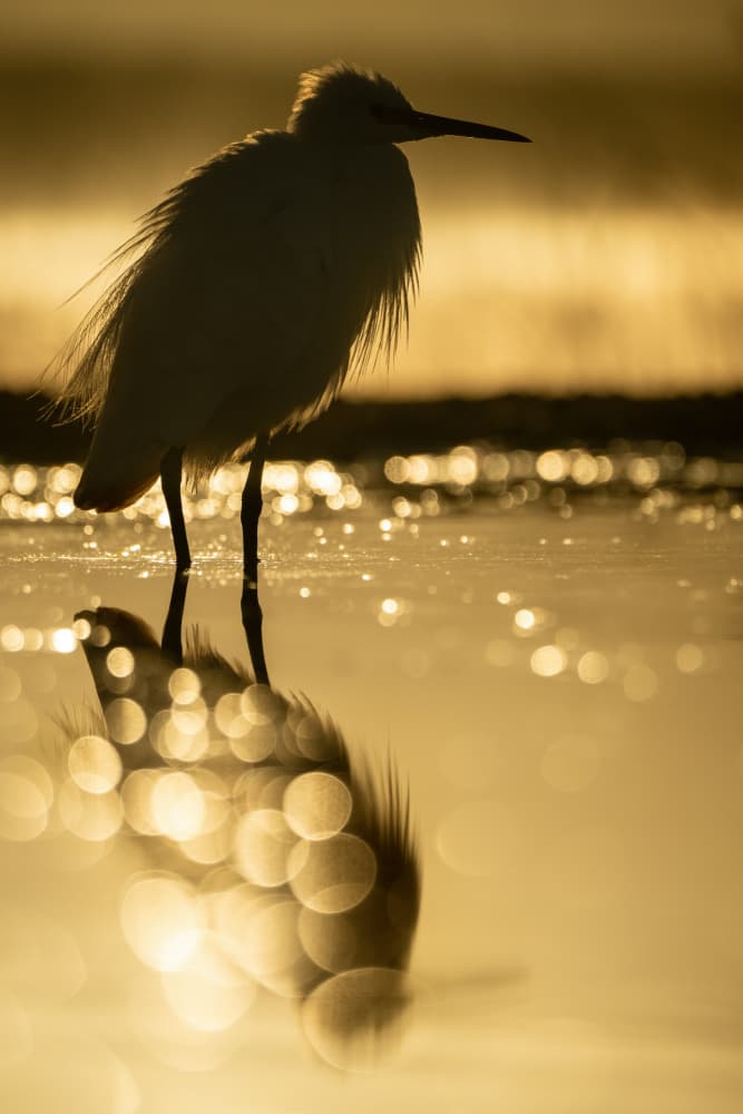 Golden Egret Reflection by Massimo Felici — canvas wall art