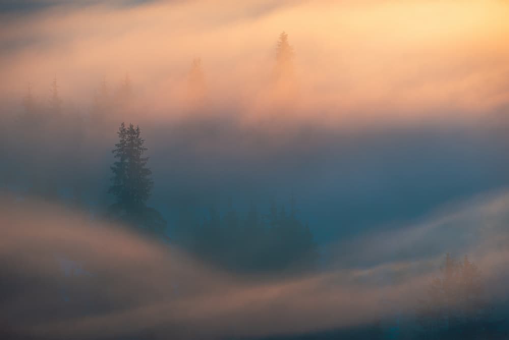 Golden Foggy Forest by Ovidiu Satmari — canvas wall art