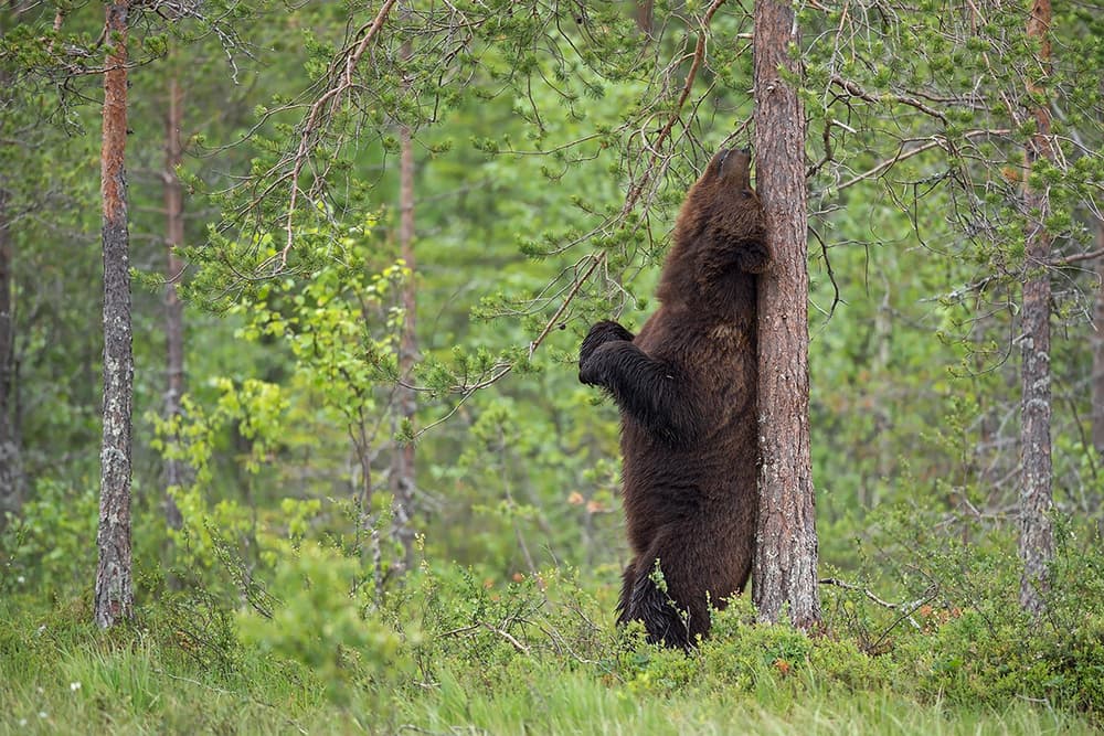 Brown Bear Upright by Marco Pozzi — canvas wall art