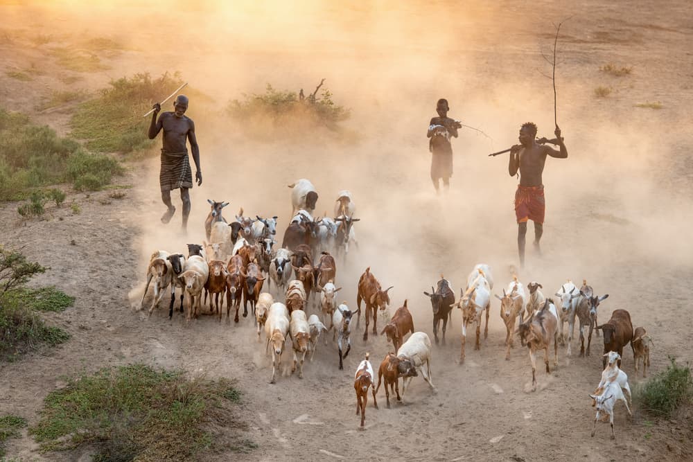 African Herders Golden Dust by Trevor Cole — canvas wall art