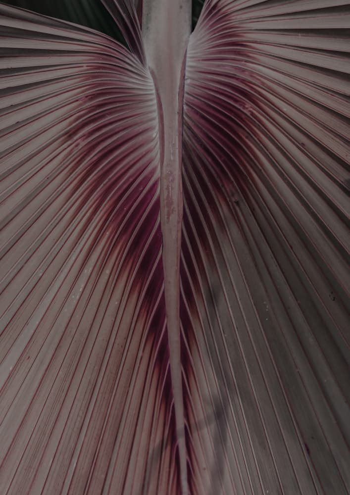 Crimson Leaf Veins by Shot by Clint — canvas wall art