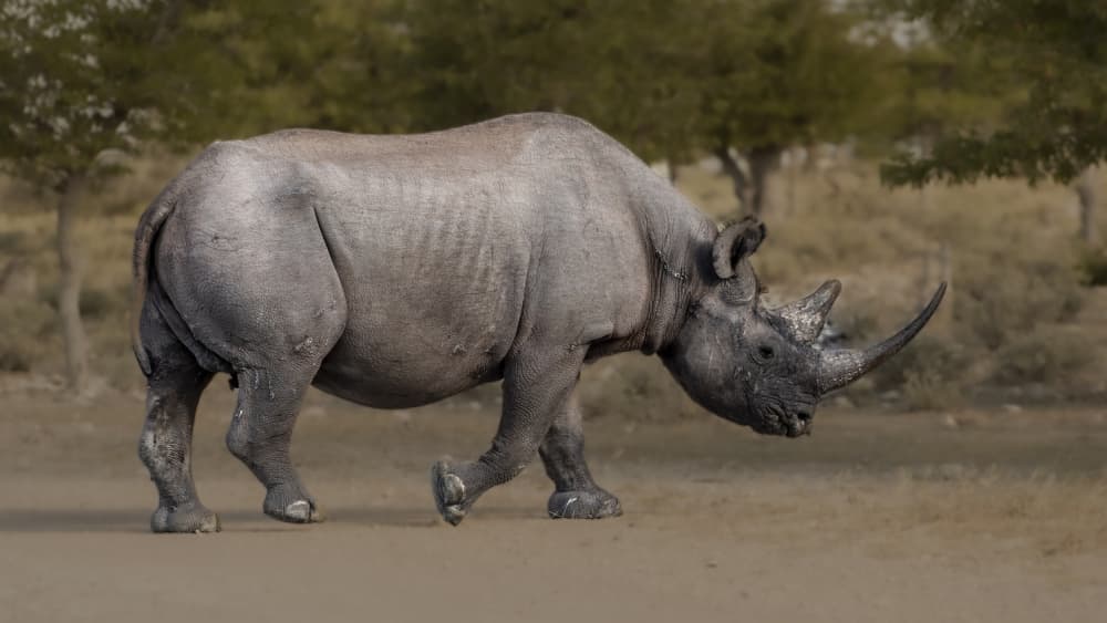 African Black Rhino Walk by Eyal Alcalay — canvas wall art