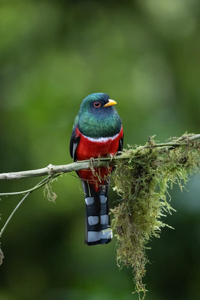 Vibrant Tropical Bird Perched by Bill Lu — canvas wall art