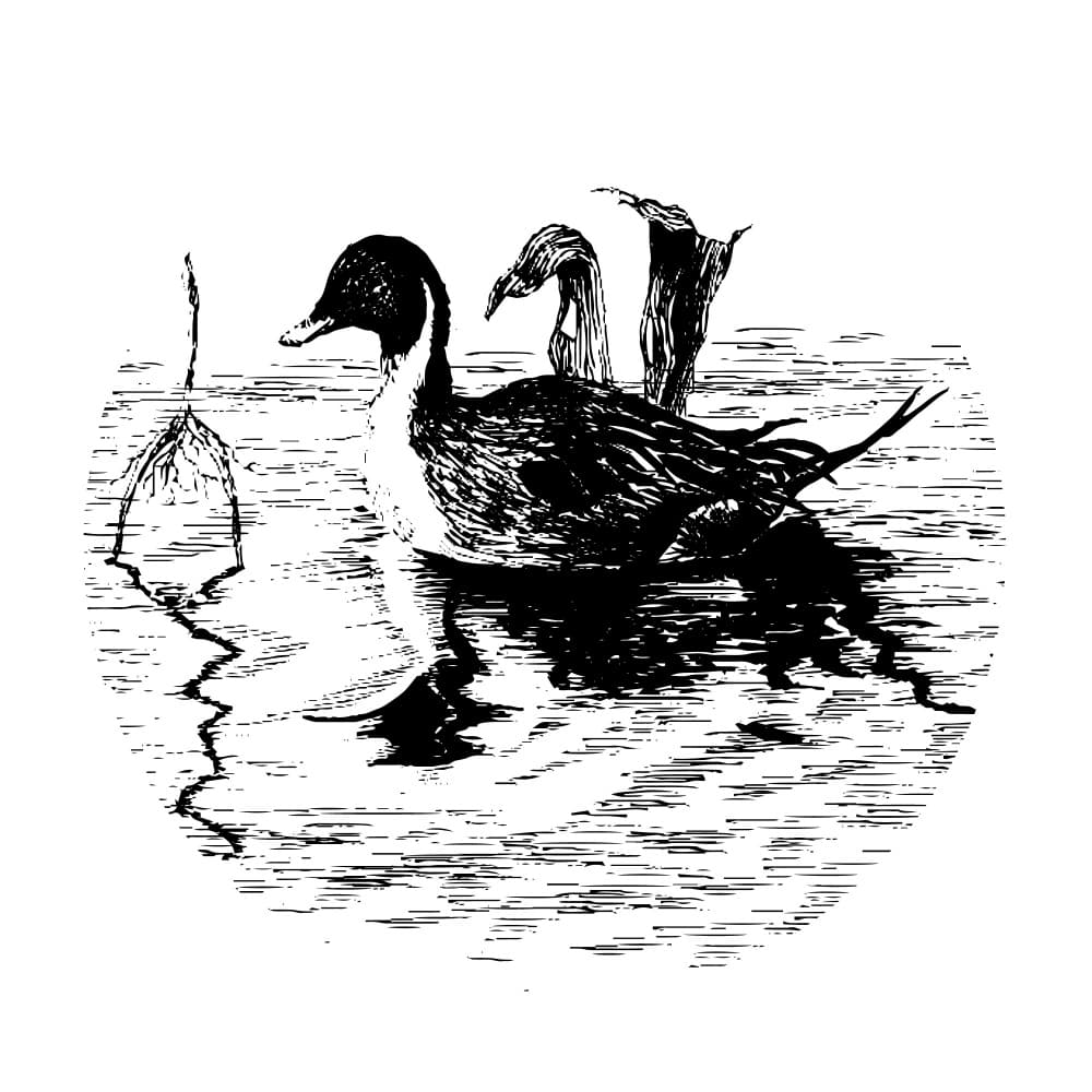 Swimming Wild Duck by Marika Barsrsind — canvas wall art