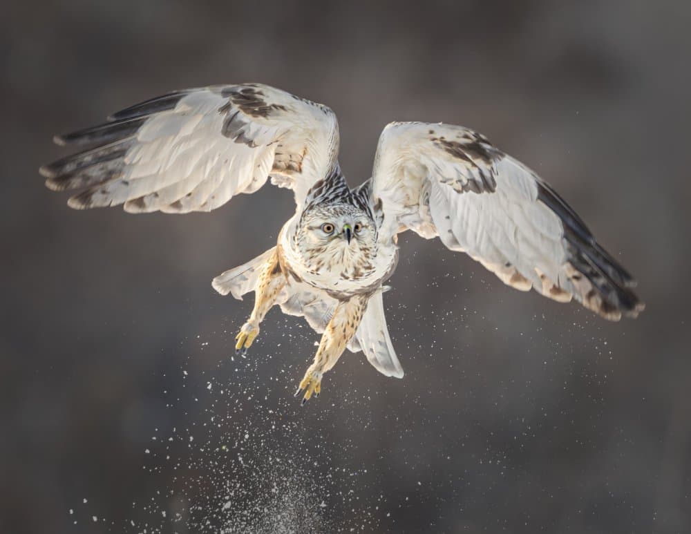 Winter Hawk In Flight by Mei Hu — canvas wall art