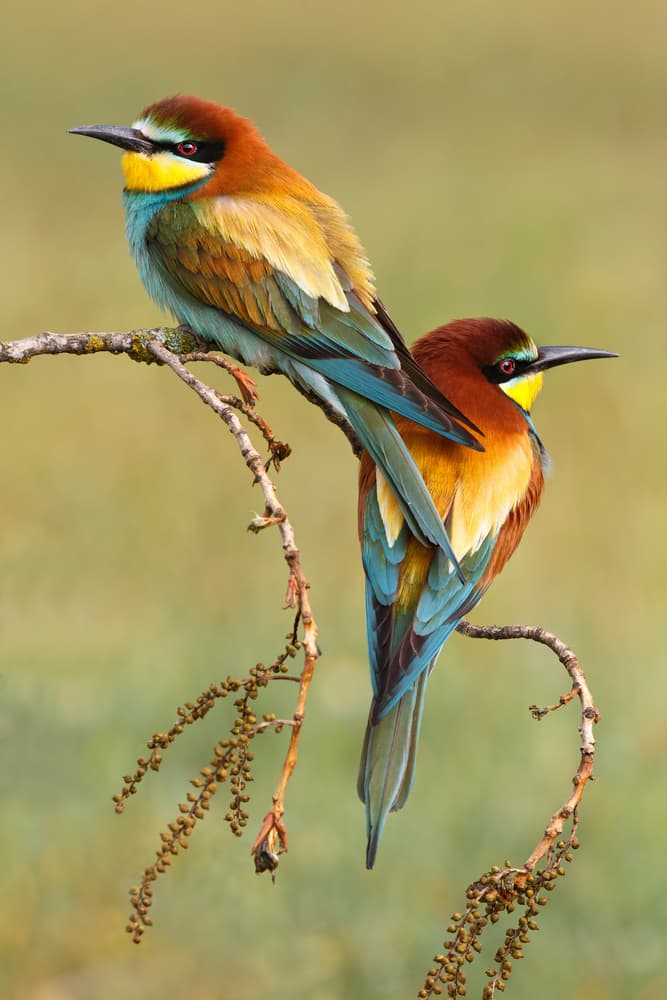Vibrant Bee-eater Pair by Mario Suárez — canvas wall art
